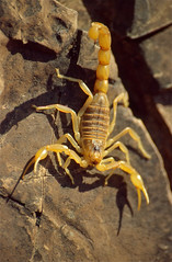 Common Yellow Scorpion (Buthus occitanus)