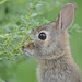 Little Bunny-43122.jpg