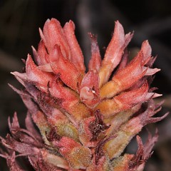 ORCHIDACEAE - Sacoila lanceolata