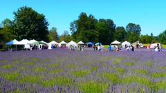 2017-07-08 McKenzie River Lavender Festival