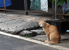 Street cats in Thailand
