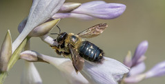 Macro Bees X