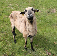 Goats/Sheep