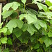 Paulownia tomentosa (kiri) sapling