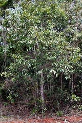 LAURACEAE - Ocotea aciphylla
