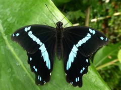 Papilio nireus - Green-banded swallowtail