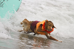 Surf Dog Competition - Imperial Beach (2017)