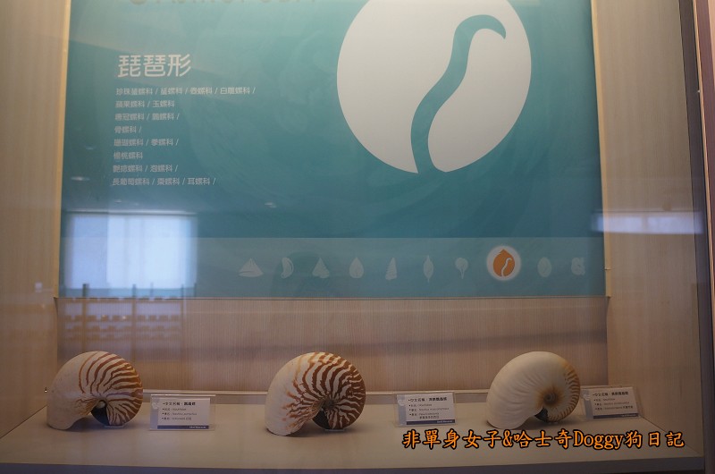 高雄旗津30貝殼博物館