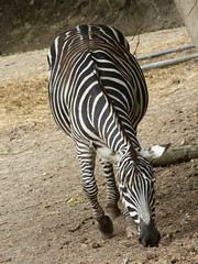 Cerza Zoo - zebra (2)