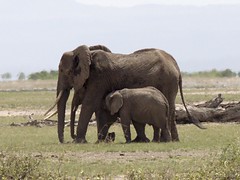 Amboseli National Park, Kenia