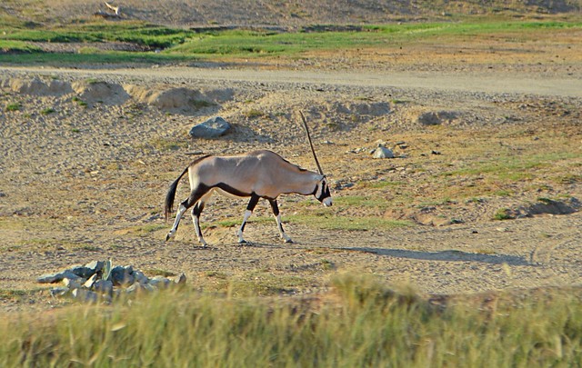 scimitar oryx - san diego safari park crystal neri