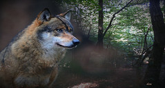 il  lupo del mio bosco