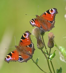 Butterflies - British Isles