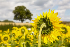 Buckinghamshire Sunflowers