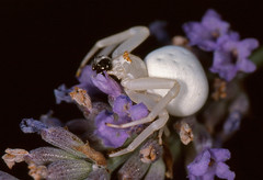 Goldenrod Crab Spider (Misumena vatia) eating a Jumping Spider (Salticidae) ...