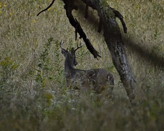fall deer in reserve