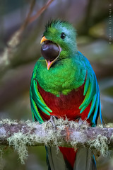Birds of Costa Rica / Aves de Costa Rica