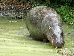 Cerza Zoo - pygmy hippopotamos.