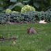51/365/3338 (August 1, 2017) - Bunny on Campus (August 1st, 2017)