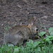 Bunny on Campus (August 1st, 2017)