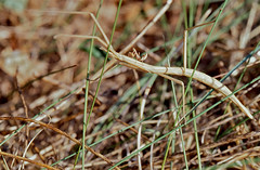 Spanish Stick Insect (Leptynia hispanica) carrying a European Dwarf Mantis (Ameles spallanziana) female