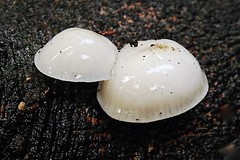 Fungos - Fungi - Mycetea