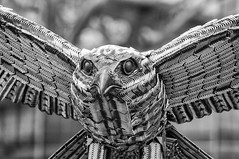 Allen Key Peregrine Falcon
