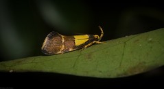 Oecophoridae