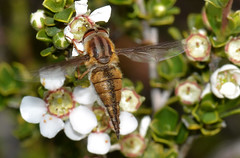 Diptera - Nemestrinidae  Tangled-vein Flies