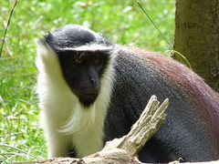 Cerza Zoo - roloway monkey