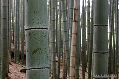 Arishiyama Bamboo Grove