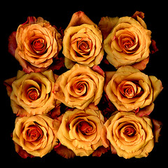 THE ROSE COLLECTION
