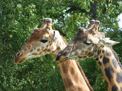 Cerza Zoo - rothschild's giraffe (3)