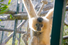 Tristesse du Gibbon