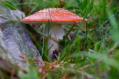 mushrooms - Funghi 