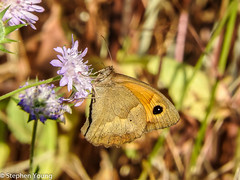 Female Meadow Brown butterfly