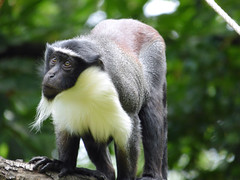 Cerza Zoo - roloway monkey. (4)