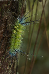 Caterpillars (Peru)