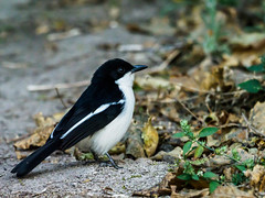 Maun,Botswana,birds