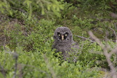 Strigidae (True Owls)