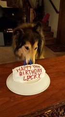 Lucky's 11th Birthday