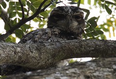 Owls- Frogmouths- Nightjars and Owlet nightjars