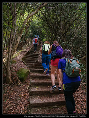 2017APR 紫羅蘭山徑 Violet Hill Trail, Hong Kong