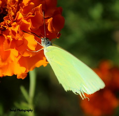 Butterflies in Thirupathi