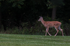 2 FAWNS