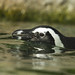Penguin above water