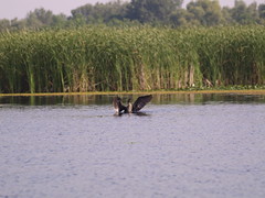 2017 Tisza tó