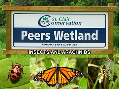 Peers Wetland Insects and Arachnids