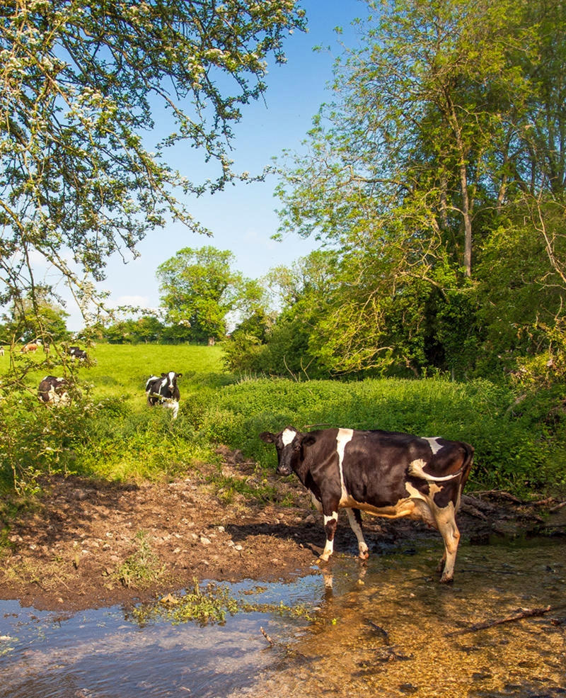 Cows come to drink in Wallop Brook at Nether Wallop, Hampshire. Credit Anguskirk, flickr