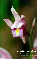 Eulophia spectabilis (Orchidaceae)